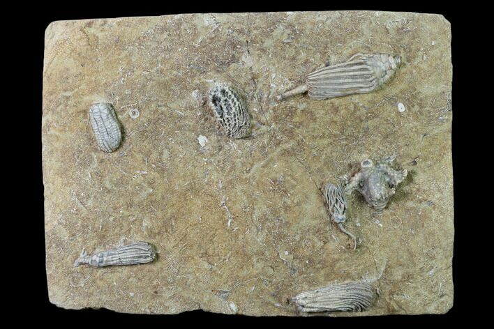 Seven Species of Crinoids on One Plate - Crawfordsville, Indiana #135632